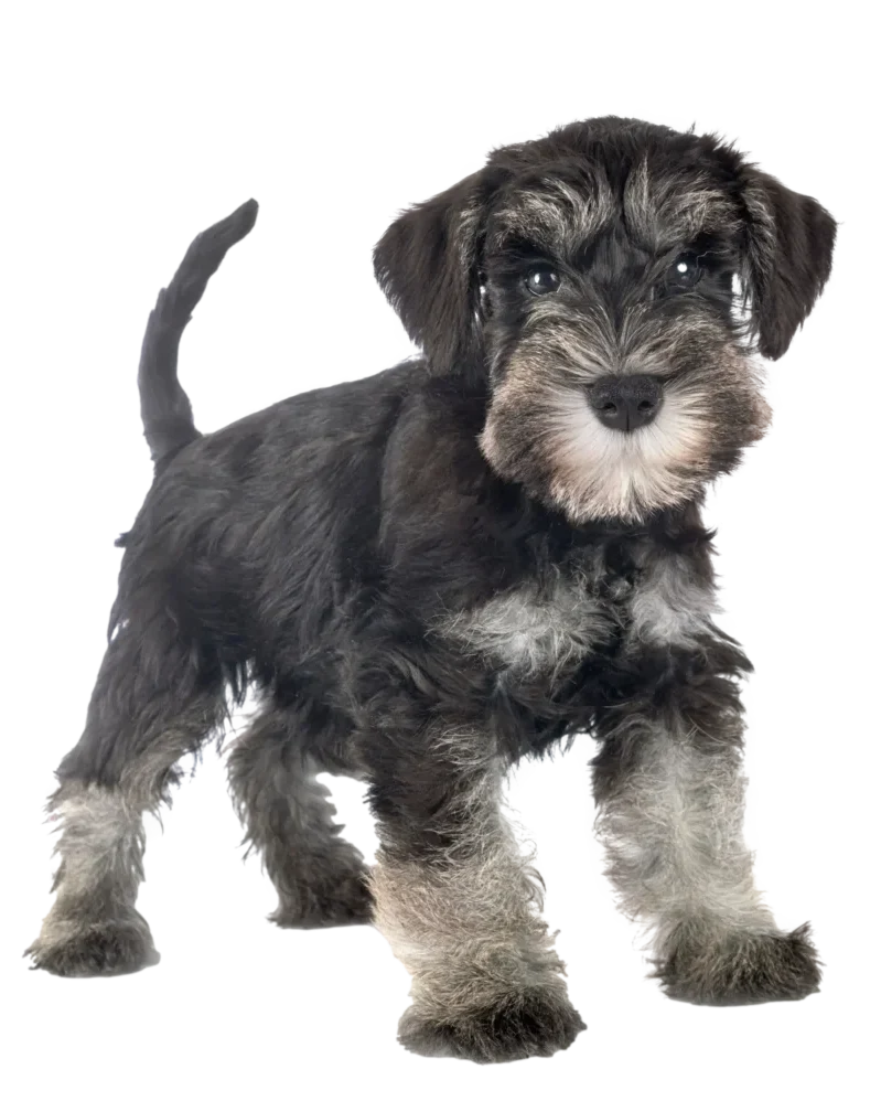 A small black and gray puppy with a fluffy face, standing alert and looking forward. The dog's fur is a mix of darker and lighter shades, giving it a textured appearance. The background is transparent, focusing attention on the puppy.