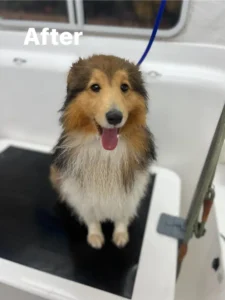 A Shetland Sheepdog with wet fur, sitting on a grooming table, looking up with its tongue out. The word "After" is displayed in the top left corner, indicating the dog's appearance post-grooming. The background shows part of the grooming area.