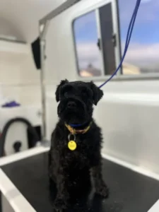 A small black dog with a curly coat sits on a grooming table wearing a yellow collar with a round tag. The dog is in a well-lit room, possibly a mobile grooming van, with a blue leash attached above.