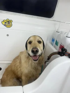 A golden retriever is sitting in a white tub, being bathed. The dog has a content expression, with its mouth open and a towel wrapped around its head. Various grooming products and a hose are visible in the background.