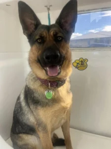 A German Shepherd with upright ears and a pink collar sits in a pet grooming station. The dog has a tag that reads "Good Girl." The background includes a white tiled wall with a pet-themed sticker on it.