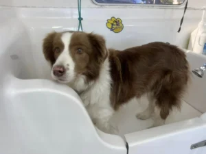 A brown and white dog with floppy ears stands in a white bathtub, looking slightly wet. The dog appears to be in a pet grooming or washing station. The expression is calm and slightly curious. A sticker with a paw print logo is visible in the background.