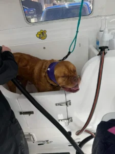 A brown dog with a purple bandage around its head stands in a white tub, being prepared for a wash. A person holds a black hose aimed at the dog. Soap bottles and grooming materials can be seen in the background. The dog appears calm and relaxed.