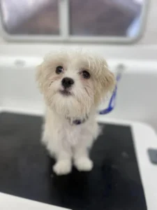 A small, fluffy white dog with a slightly wet coat sits on a grooming table. It has wide, curious eyes and a slightly tilted head. A blue leash is attached to its collar. The background includes the edge of a window.