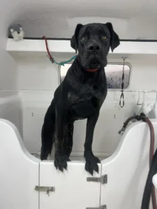 A large black dog stands in a white grooming tub, looking directly at the camera with a slightly concerned expression. The dog is wet, suggesting it is having a bath. Various grooming supplies are visible in the background.
