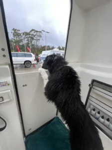 A black and white dog stands on its hind legs, resting its front paws on the ledge of an open vehicle door, looking outside. The scene outside includes parked cars, people walking, and trees. The interior of the vehicle has various supplies stored in compartments.