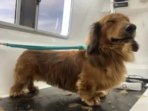 A brown long-haired dachshund stands in a grooming area with its eyes closed, looking content. The dog is secured with a teal grooming leash and appears to have just received a trim, as loose fur is scattered on the surface around it.
