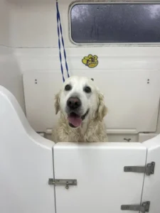 A happy golden retriever with a white fur coat is standing in a white grooming tub, smiling with its tongue out. The dog has a blue grooming leash attached to it, and in the background, there is a yellow paw print sticker on the wall.