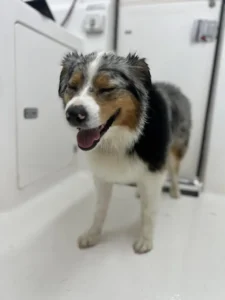 A happy dog with a tricolor coat (black, white, and brown) is standing on a white surface indoors. The dog's eyes are closed, and its mouth is open, appearing to smile contentedly. The background includes some white cabinetry and a closed door.