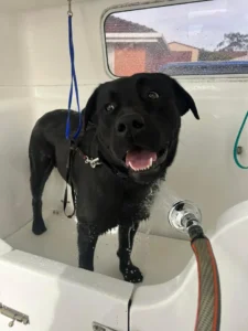 A large black dog is standing in a white bathtub, being washed. The dog is wet, with water running down its body, and looks up at the camera with a happy expression, mouth open and tongue slightly out. Blue and green hoses are visible in the background.