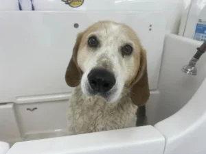 A dog with droopy ears and a slightly dirty coat stands in a white bathtub, gazing up with big, expressive eyes. A showerhead is visible on the right side.