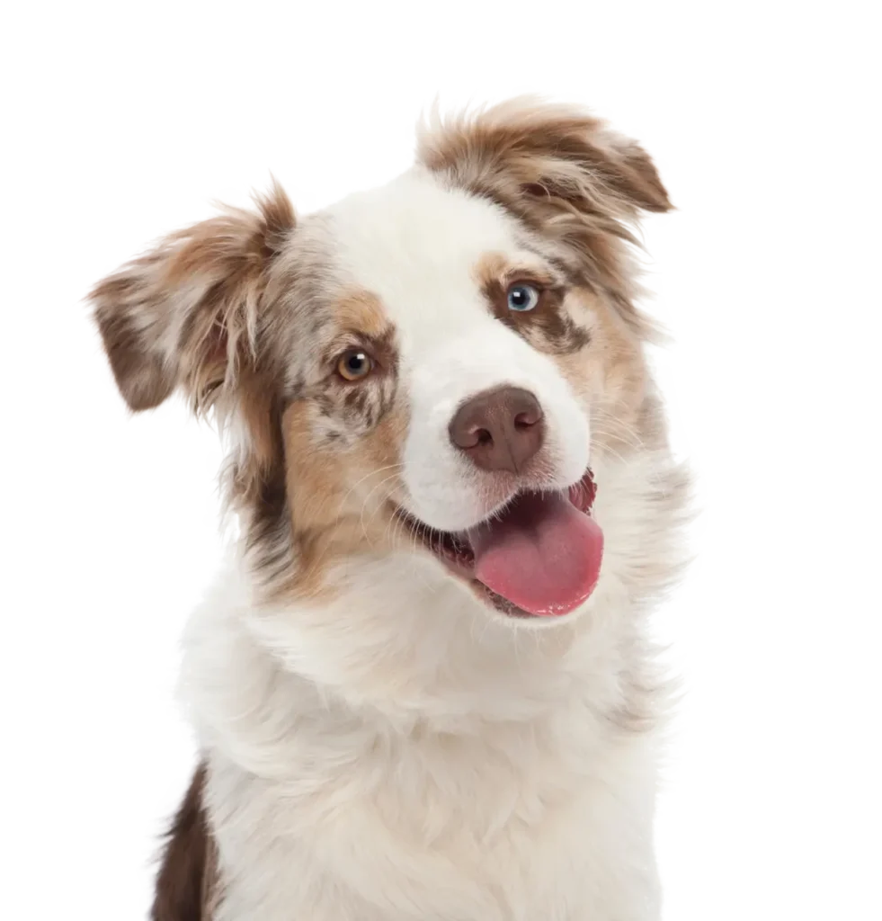 A happy Australian Shepherd dog with a white and light brown coat, speckled markings around its eyes, and one eye blue while the other is brown. The dog is looking directly at the camera with its mouth open and tongue out, giving a joyful expression.