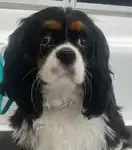 A small Cavalier King Charles Spaniel with a black and white coat sits on a dark surface. The dog, possibly in need of some dog grooming, has floppy ears and large, round eyes, gazing directly at the camera. The background is blurred but appears to be an indoor setting in Howrah, Tasmania.