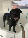 A happy black Labrador is standing in a white bathtub, getting a dog grooming bath. The dog is wet and looking directly at the camera with its mouth open and tongue out. Blue and green hoses are visible in the background, along with a window showing a glimpse of the outdoors.