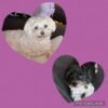 Two cute dogs are pictured within heart-shaped frames on a pink background. The top heart features a small, fluffy, white dog lying down on a cushion. The bottom heart showcases a black dog with white patches resting comfortably, looking impeccably groomed by the best dog grooming services in Hobart.