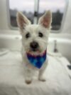 A small, fluffy white dog with pointy ears stands on a bed, flaunting a colorful bandana after a delightful dog grooming session. The pup looks at the camera, with the blurred window of its Hobart home in the background.