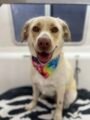 A happy dog with light fur sits on a bed, proudly sporting a colorful tie-dye bandana after a grooming session. The background features a blurred window, suggesting an indoor setting. The dog looks directly at the camera, radiating friendliness and joy.