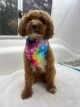 A curly-coated brown dog sits on a white surface in Hobart, wearing a colorful tie-dye bandana around its neck. Perhaps fresh from a dog grooming session, the happy pup looks outside at the trees through a blurred window.