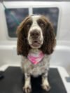 A brown and white dog with curly ears sits on a grooming table in Howrah. Wearing a pink and white bandana, the dog gazes directly at the camera. The background reveals a blurred interior of a professional dog grooming setup.